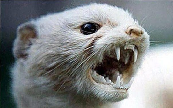 A weasel — bold and confident out of all proportion to its size